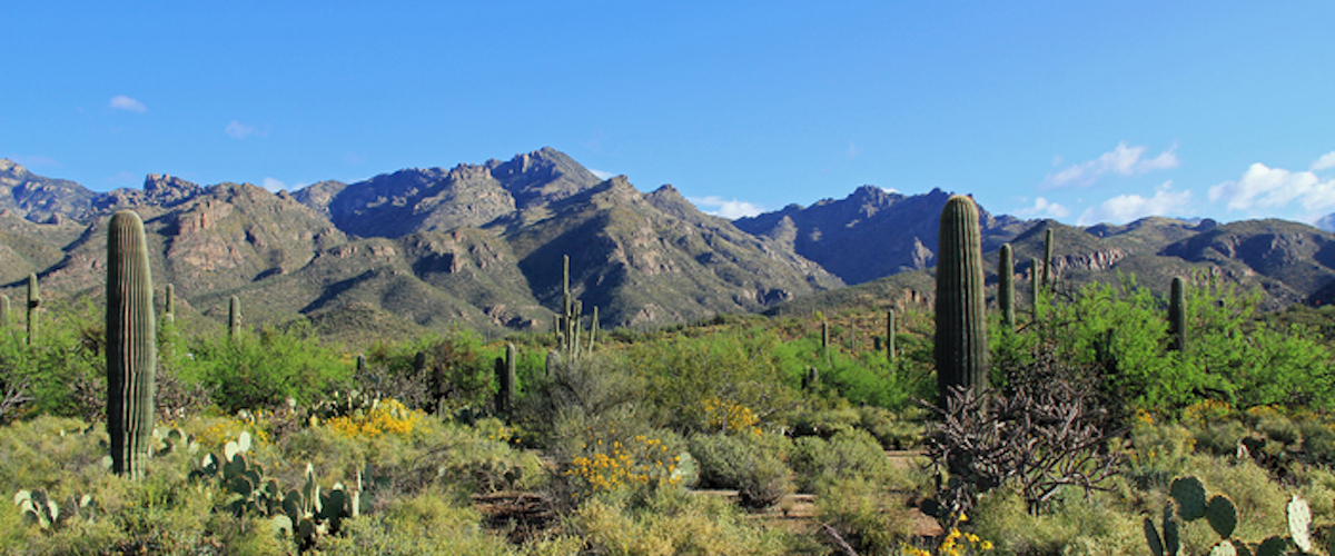 Banner image of Lawyers Title - Nogales
