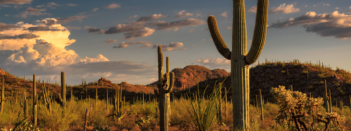 Banner image of Oracle