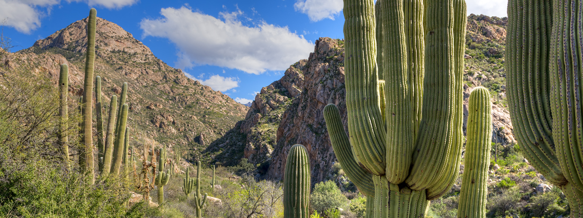 Banner image of Wetmore